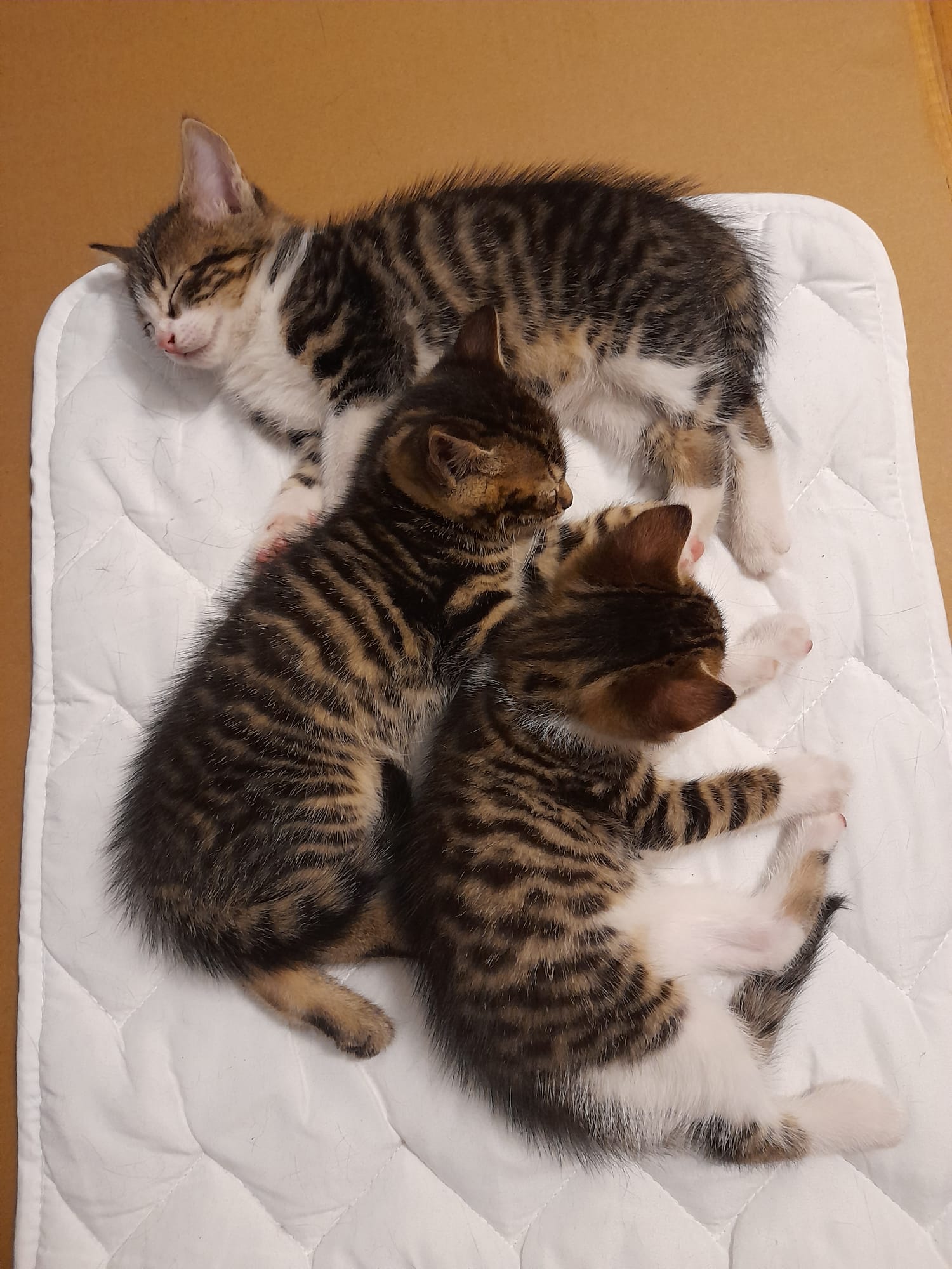 Bonifacy Borys Franek